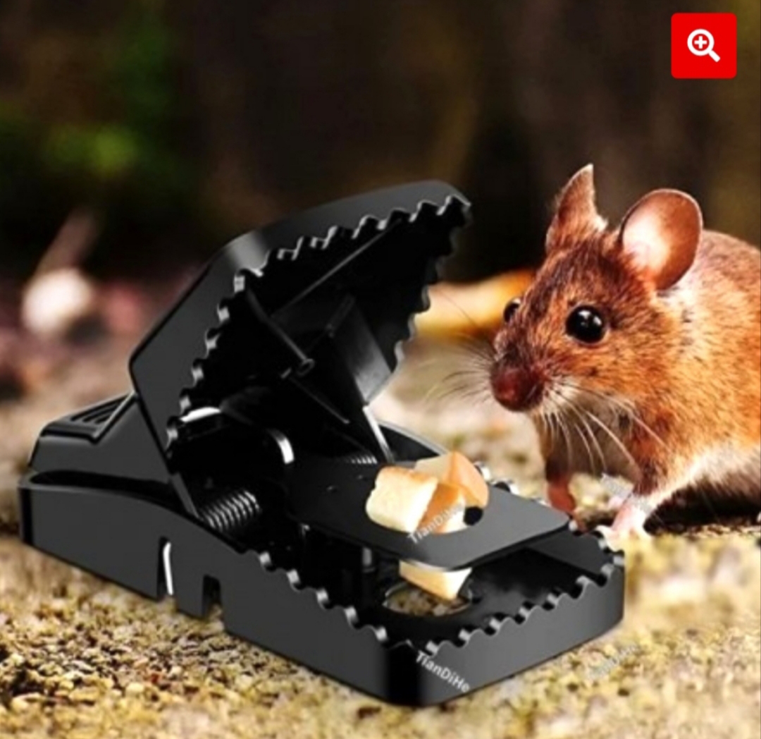 Mouse trap